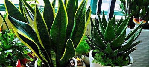 虎皮兰多久浇一次水合适 虎皮兰叶片缺水图片