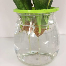 虎皮兰夏天扦插成活吗 虎皮兰水培生根方法
