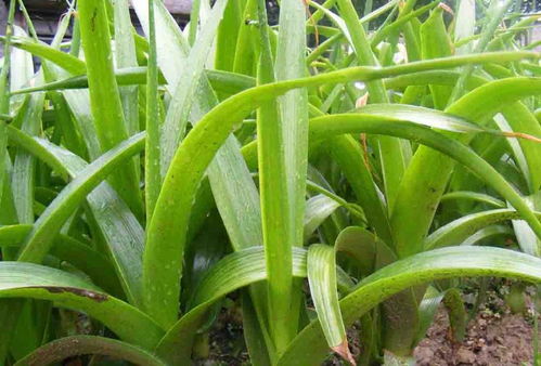 虎眼万年青的功效作用 抗肿瘤中药万年青