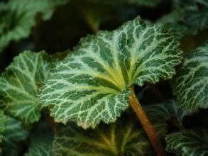 虎耳草怎么治中耳炎 中耳炎耳朵为什么会流水