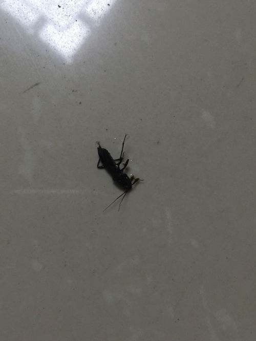 蚂蚱会咬人吗 蚂蚱在房间里要赶走吗