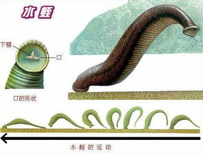 蚂蟥会钻进人的身体里吗 蚂蟥钻入人体能活多久