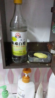 蚂蚁怕酒精还是怕白醋 蚂蚁怕哪些东西