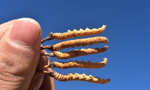 虫草泡水的正确方法 虫草对女性的6大好处