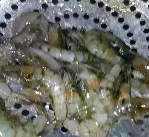 虾碰到什么最容易死 虾缸为什么不能放石头