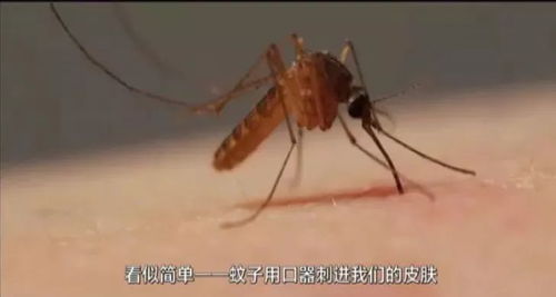 蚊子为什么一喷酒精就死了 蚊子吵死了开灯又找不见