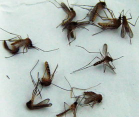 蚊子最怕的大克星 蚊子最讨厌的6种气味