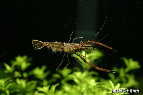 虾放鱼缸四大危害 野外抓的虾可以放入鱼缸