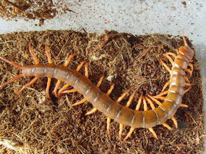 蜈蚣毒死过人吗 蜈蚣咬伤死亡率