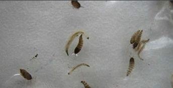 蛾蚋飞过的地方要擦拭吗 用手拍死了蛾蚋有事吗