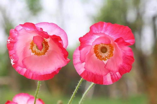 虞美人花寓意 为什么虞美人是不吉利