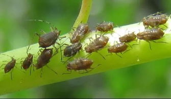 蚜虫爬到人身上能活吗 蚜虫咬人后的照片