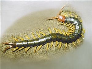 蜈蚣最怕三种东西 蜈蚣最害怕什么东西