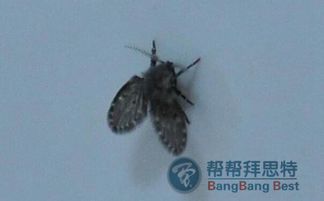 蛾蠓对人有什么危害吗 蛾蠓碰到身上有事吗