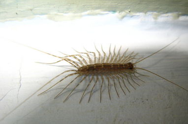 蚰蜒直接弄死有事吗 蚰蜒死后几天会有蚰蜒来