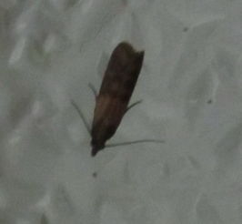 蛾蠓碰到身上有事吗 蛾蠓飞进卧室会产卵吗