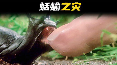 蛞蝓会寄生人体吗 蛞蝓会爬到人身上来吗