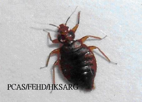 蛾蠓咬人后红肿 蛾蠓咬人后有什么症状