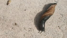 蛞蝓碰到盐痛苦吗 蛞蝓用开水烫的死吗