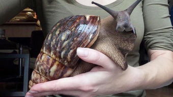 蜗牛吃什么会死 小蜗牛怎么分辨男女