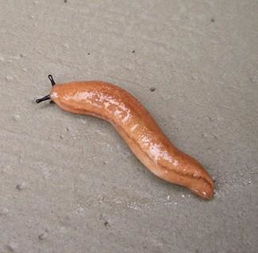 蛞蝓是害虫还是益虫 家里有蛞蝓是因为脏吗