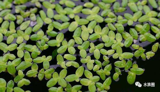 蜈蚣草是沉底好还是浮着好 蜈蚣草飘着能活吗