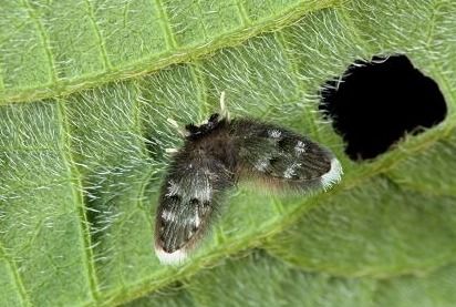 蛾蚋最怕什么 蛾蚋怎么彻底消除