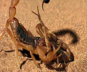 蝎子20只判刑 养殖蝎子的忠告