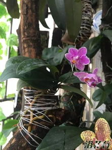 蝴蝶兰花用什么土最合适 蝴蝶兰浇水过频的危害