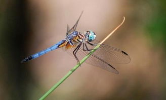 蜻蜓飞进家里要死人 蜻蜓进屋十大预兆