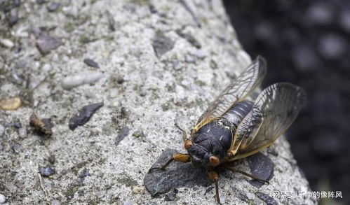 蝉进家代表死去的人吗 蝉落在纱窗上要死人