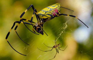蜘蛛怎么喂水 蜘蛛几天喝一次水