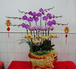 蝴蝶兰花梗的生根方法 蝴蝶兰花杆插水里生根了