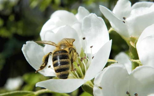 蜜蜂进屋十大预兆 蜜蜂进家里预兆死人