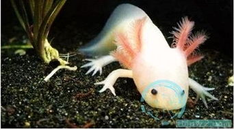 蝾螈认主人吗 蝾螈离开水会死吗