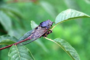 蝉为什么立秋就死了 蝉为什么只能活七天
