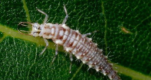 蝲蝲蛄是益虫还是害虫 蝲蝲蛄咬人吗