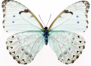 蝴蝶暗示什么 蝴蝶什么颜色寓意好