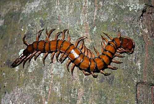 蝴蝶为什么不属于昆虫 蜘蛛和蜈蚣为什么不是昆虫