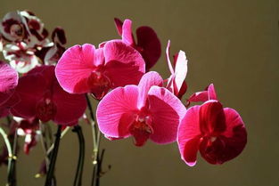 蝴蝶兰正确的浇水方法 蝴蝶兰喷水还是浇水