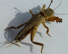 蝼蛄爬过的地方有毒吗 蝼蛄会在家里产卵吗