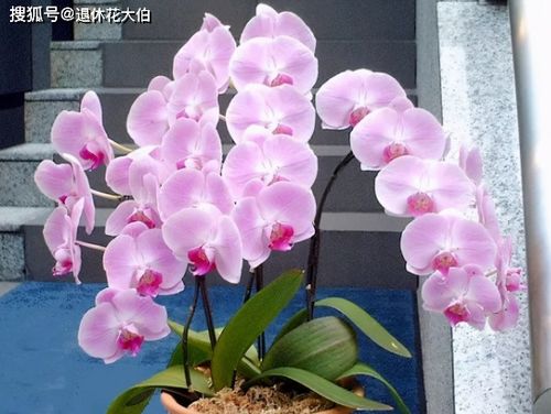 蝴蝶兰为什么要用小盆养 蝴蝶兰能去掉塑料杯吗