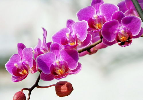 蝴蝶兰用什么水浇最好 蝴蝶兰缺水的表现