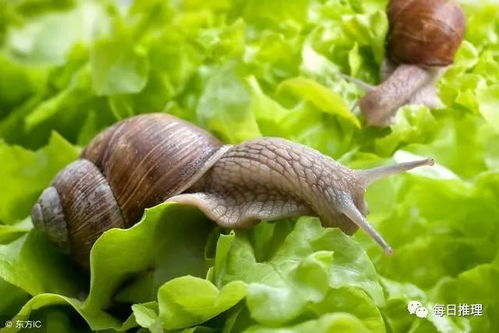 蜗牛生完宝宝会死吗 中国用盐杀死蜗牛犯法吗