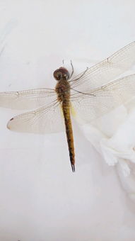 蜻蜓只喝水能活吗 蜻蜓吃菜叶吗