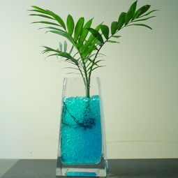 袖珍椰子浇水的正确方法 袖珍椰子夏天可以施肥吗