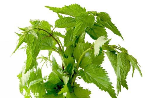 被荨麻草扎了怎么办 被荨麻草刺了能自愈吗