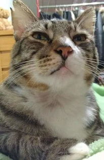 被猫尿过的土种不出东西 猫尿过的土壤还能用吗