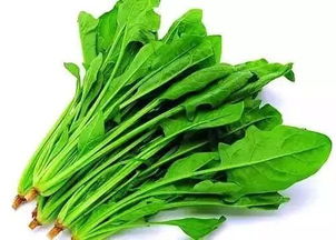 裙带菜中毒症状 裙带菜没煮熟会中毒吗