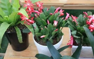 蟹爪兰7月份可以换盆 蟹爪兰7月8月怎么养护